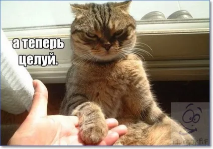 Смішні кішки і коти фото з написами