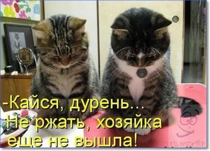 Смішні кішки і коти фото з написами