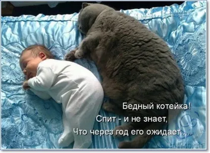 Смішні кішки і коти фото з написами