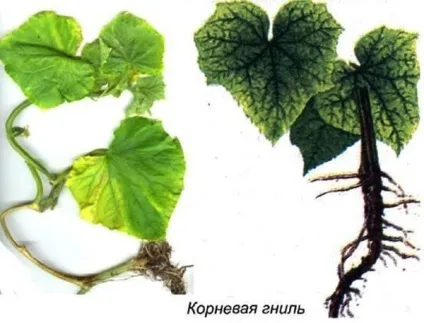 Швидка допомога - для огірків профілактика і лікування хвороб (швидка) Швидка допомога - для огірків профілактика і лікування хвороб
