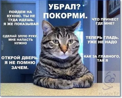 Смішні кішки і коти фото з написами