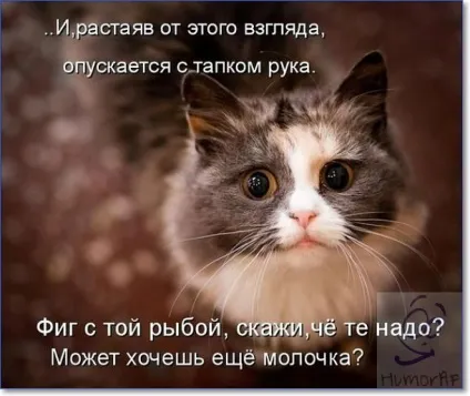 Смішні кішки і коти фото з написами