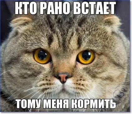 Смішні кішки і коти фото з написами