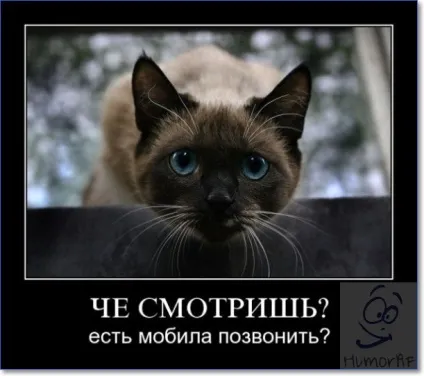 Смішні кішки і коти фото з написами