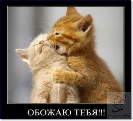 Смішні кішки і коти фото з написами