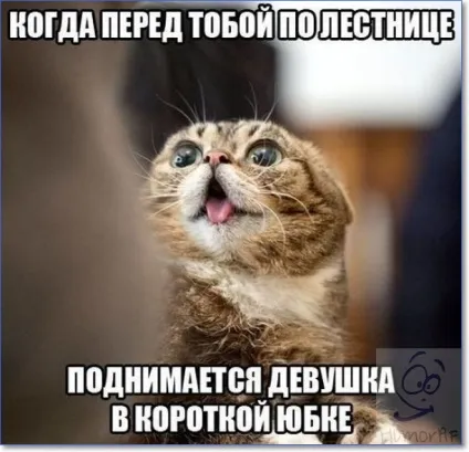 Смішні кішки і коти фото з написами