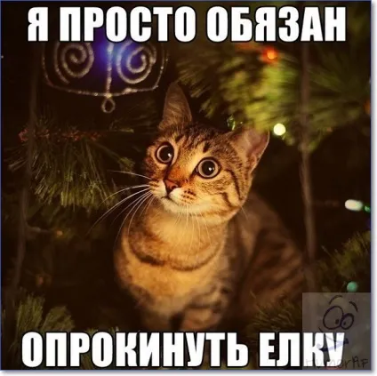 Смішні кішки і коти фото з написами