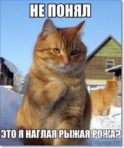Смішні кішки і коти фото з написами