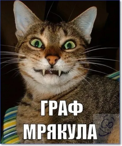 Смішні кішки і коти фото з написами