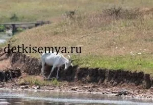 Суміш або козяче молоко, все про дітей і сім'ю (чи потрібно кип'ятити козяче молоко) Суміш або козяче молоко, все про дітей і сім'ю
