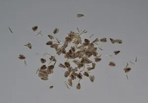 Сонячний геліопсіси ряболистий - посадка і догляд, фото і застосування в саду (геліопсіси догляд) Сонячний геліопсіси ряболистий - посадка і догляд, фото і застосування в саду