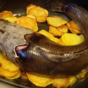 Сом корисні властивості і калорійність, food and health (М'ясо цього прісноводного) Сом корисні властивості і калорійність, food and health