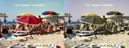 Чи дивляться собаки телевізор (історії про собак) Чи дивляться собаки телевізор