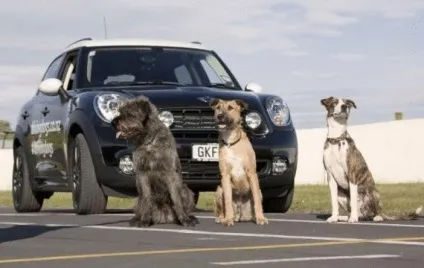 Собака за кермом автомобіля (mini) Собака за кермом автомобіля