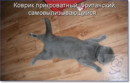 Смішні кішки і коти фото з написами