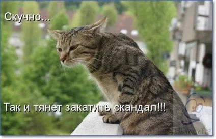 Смішні кішки і коти фото з написами