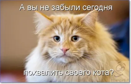 Смішні кішки і коти фото з написами