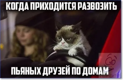 Смішні кішки і коти фото з написами