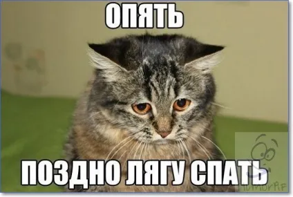 Смішні кішки і коти фото з написами