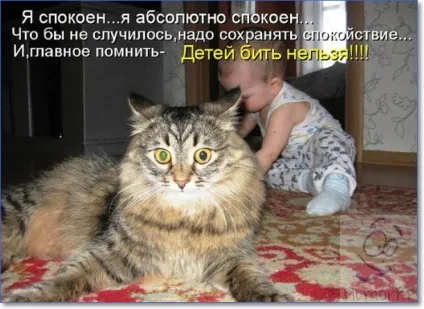 Смішні кішки і коти фото з написами