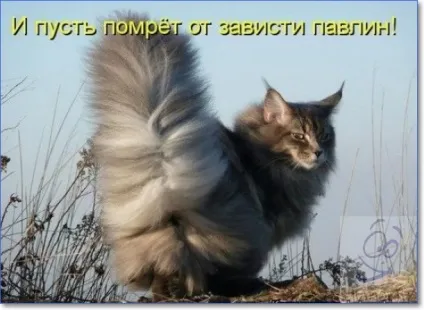 Смішні кішки і коти фото з написами