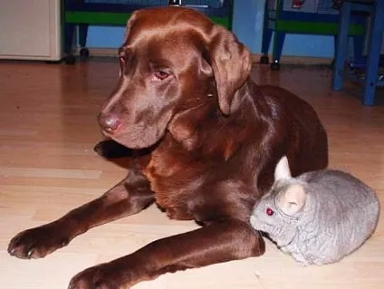 Чи зможуть ужитися разом собака з шиншил
