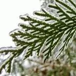 Сорти туї західної - фото, опис рослини, день дачника