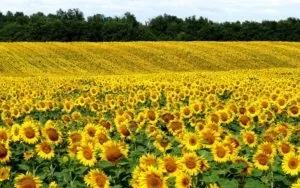Сонник соняшники цвітуть уві сні поле бачити до чого сниться (соняшники) Сонник соняшники цвітуть уві сні поле бачити до чого сниться