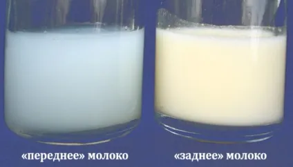 Склад грудного молока у жінки властивості і з чого складається (жінки) Склад грудного молока у жінки властивості і з чого складається