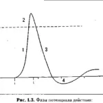 Специфіка функціонування транспортного білка