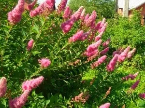 Спірея японська різновиди червоного Вангутта, посадка, догляд і фото (різновиди) Спірея японська різновиди червоного Вангутта, посадка, догляд і фото