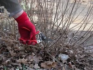 Спірея японська різновиди червоного Вангутта, посадка, догляд і фото (спірея) Спірея японська різновиди червоного Вангутта, посадка, догляд і фото