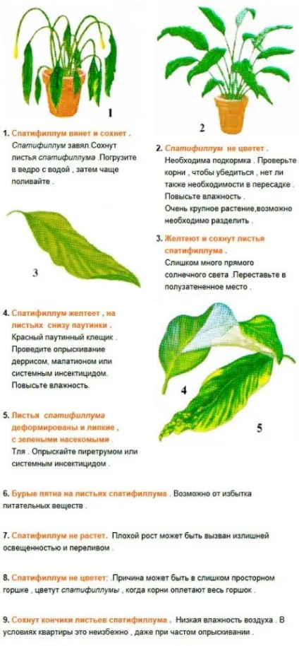 Спатифіллум - жіноче щастя - догляд в домашніх умовах з фото, люблю свій сад (спатифиллум) Спатифіллум - жіноче щастя - догляд в домашніх умовах з фото, люблю свій сад
