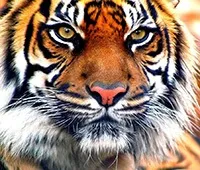 Вірші про тигра, тигрів