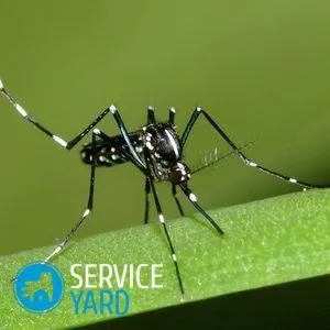 Засоби від комарів для новонароджених, serviceyard-затишок вашого будинку в ваших руках (поради господині) Засоби від комарів для новонароджених, serviceyard-затишок вашого будинку в ваших руках