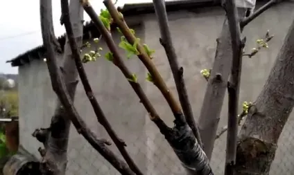 Терміни щеплення дерев - як не пропустити час живцювання відео (щеплення) Терміни щеплення дерев - як не пропустити час живцювання відео