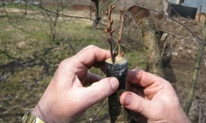 Терміни щеплення дерев - як не пропустити час живцювання відео (щеплення) Терміни щеплення дерев - як не пропустити час живцювання відео