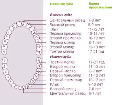 Терміни прорізування постійних зубів