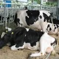 будова вимені