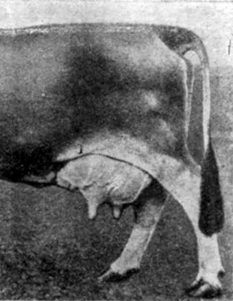 Будова молочної залози 1965 Азімов г (залози) Будова молочної залози 1965 Азімов г