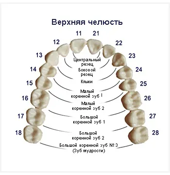 Стоматологічний словник