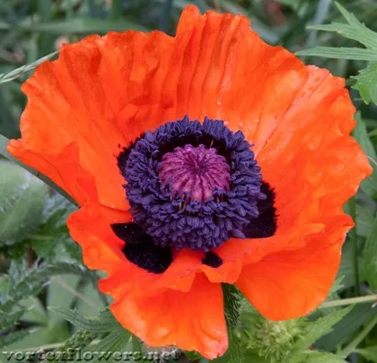 Будова маку, vortex flowers
