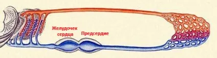 Будова серця риб