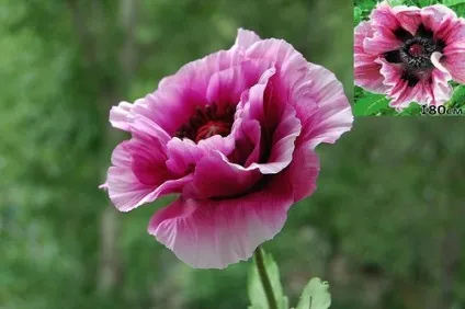 Будова маку, vortex flowers