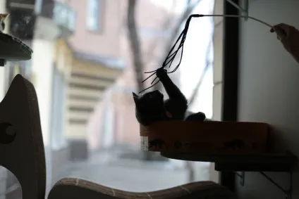 Суп з котом перше котяче кафе в Москві - новини в фотографіях (кафе) Суп з котом перше котяче кафе в Москві - новини в фотографіях