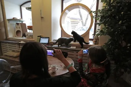 Суп з котом перше котяче кафе в Москві - новини в фотографіях (кафе) Суп з котом перше котяче кафе в Москві - новини в фотографіях