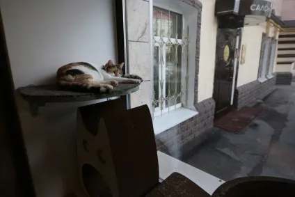 Суп з котом перше котяче кафе в Москві - новини в фотографіях (кафе) Суп з котом перше котяче кафе в Москві - новини в фотографіях