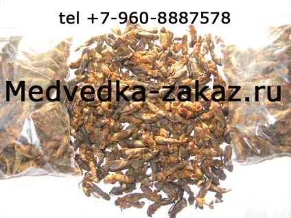 Сушена капустянка від туберкульозу, онкології (раку), сушена капустянка (Замовити зараз Екстракт) Сушена капустянка від туберкульозу, онкології (раку), сушена капустянка