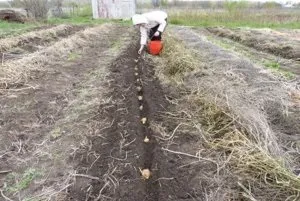 Як сіяти сидерати під картоплю (хорошого врожаю картоплі) Як сіяти сидерати під картоплю