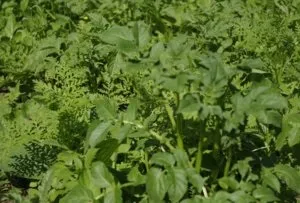 Як сіяти сидерати під картоплю (сидерати) Як сіяти сидерати під картоплю